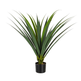 Planta Ruscacea