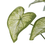 Rama artificial Syngonium