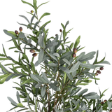 Planta artificial Olivo II