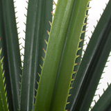 Planta Ruscacea