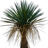 Planta artificial Palmera Yucca