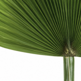 Hoja Palmera