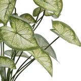 Rama artificial Syngonium