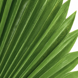 Hoja Palmera