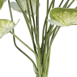 Rama artificial Syngonium