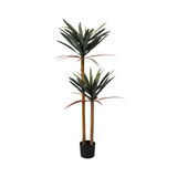 Planta Yuca