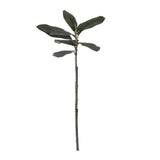 Rama Magnolia