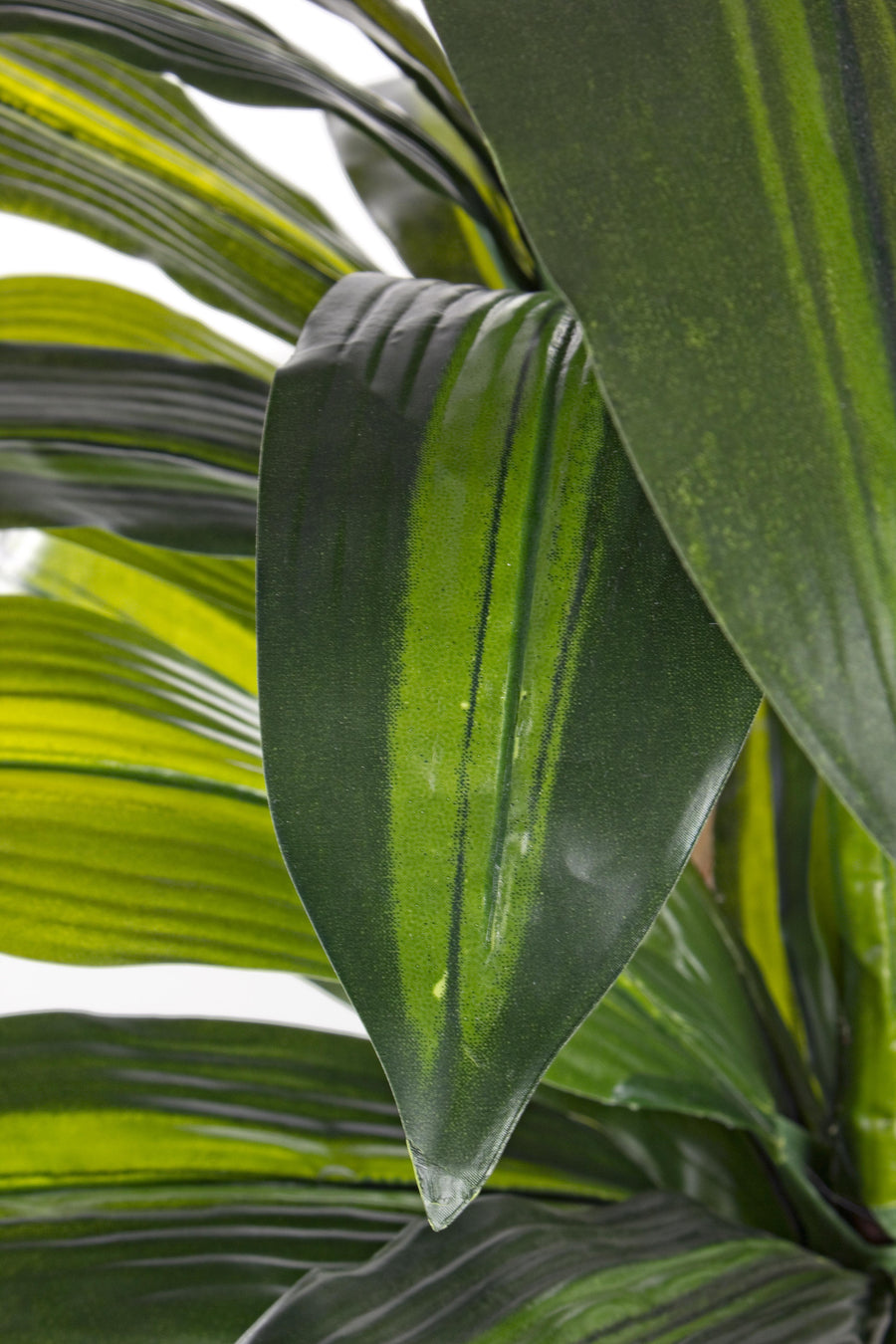 Planta Dracena