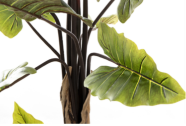 Planta Taro
